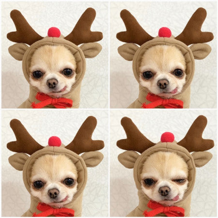 Cute Fruit Dog Clothes For Small Dogs Hoodies Winter Warm Fleece Pet Clothing Puppy Outfit