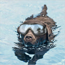 Dog Diving Glasses