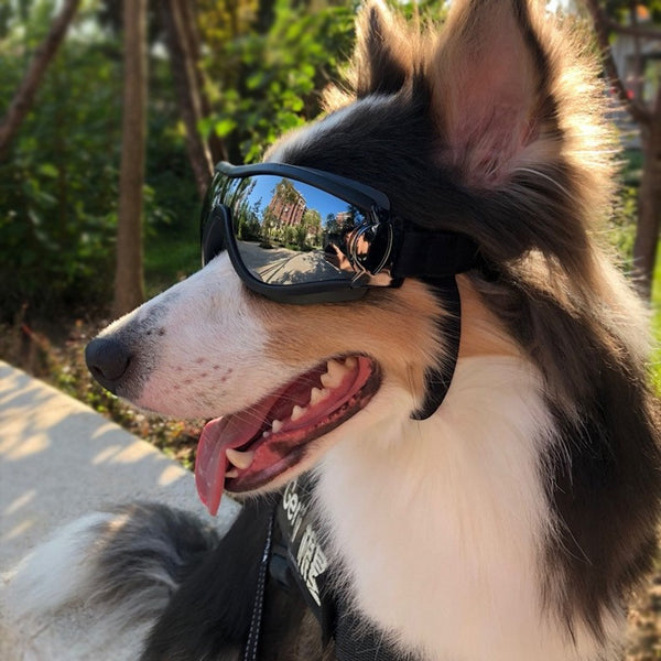 Dog Diving Glasses