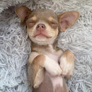 Dog Cat Bed Super Soft Washable Long Plush Pet Kennel Deep Sleep Velvet Mats Sofa Bed