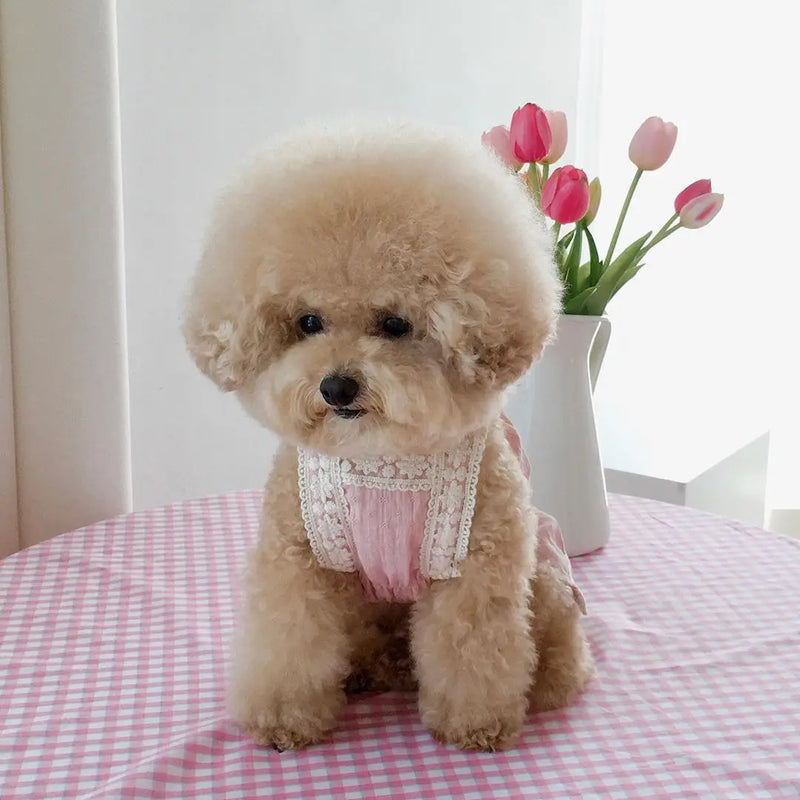 Lace Sling Bichon Teddy Dog Skirt Cotton Pet Clothes with Hairpin Cat Dress Soft and Comfortable Spring Summer